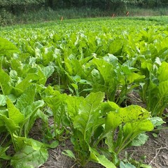 Sugar Beet Seed | Deer Wildlife Food Plot Forage Fall Planting Habitat Root Crop