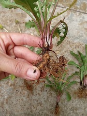 25 Fresh Wild Dandelion (Taraxacum officinale) Plant Tubers