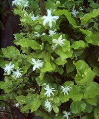 BELLE OF INDIA JASMINE~~Jasminum Sambac Double~Starter Plant~ Intensely Fragrant