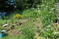1/4 TSP + ANNUAL FLEABANE DAISY SEEDS/Erigeron annuus/NATIVE US
