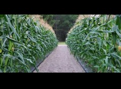 1/2 Pound Silver King Non GMO Hybrid White Sweet Corn Seeds