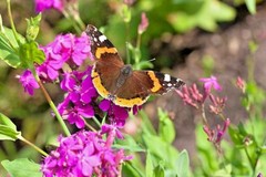 1001+CATCHFLY Flower Seeds None So Pretty Native Wildflower Patio Container Easy