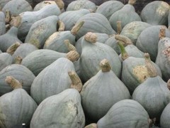 Blue Hubbard Winter Squash Seeds, NON-GMO, New England Blue Hubbard, FREE SHIP