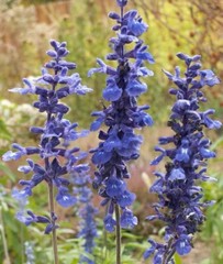 Sage BLUE Salvia Perennial Hummingbirds Butterflies USA Non-GMO 300 Seeds