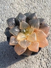 Haworthia Obtusa Hybrid varigated Succulent plants potted Plants 7-8CM