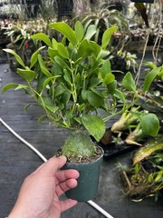 Hydnophytum Moselyanum “Ant Plant”
