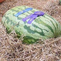 Carolina Cross Watermelon Seeds | 5 Seeds | Non-GMO | Free Shipping | 1046