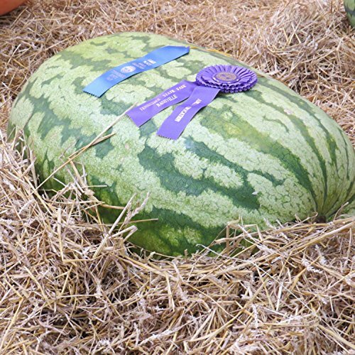 Carolina Cross Watermelon Seeds | Non-GMO | Free Shipping | Seed Store | 1046