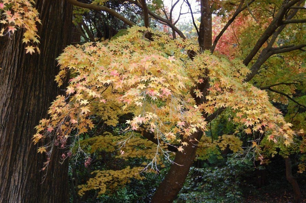 Peve Multicolor Grafted Japanese Maple Plants