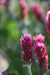 Crimson Clover Seed – NON-GMO Heirloom Inoculated Cover Crop & Food Plot