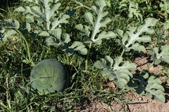 100 SUGAR BABY WATERMELON Citrullus lanatus Fruit Melon Seeds