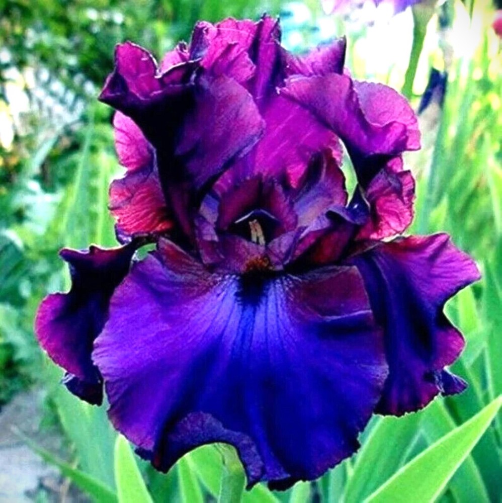 50 Iris Flower Seeds Much Less Money Than Bulbs..
