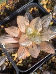 Haworthia Obtusa Hybrid varigated Succulent plants potted Plants 7-8CM
