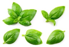 400 SWEET BASIL SEEDS | SALE FREE SHIPPING NON GMO