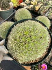 Deuterocohnia Brevifolia Rare Specimen Succulent Easy Care Live Collector Plant