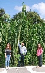 Nayarit Jala Blanco Corn Seeds (30) / MEXICAN HEIRLOOM / Massive / RARE