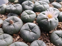 30 Seeds – Loph (willi) var. Texan(a) – Button Cactus (US Seller)