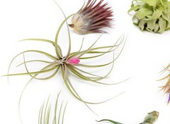 Grab Bag Small/Medium Air Plants & Fertilizer-Wholesale Tillandsia, Easy Care