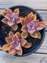 Rare Pink Succulent Graptoveria Dusty Easy Care Bare Root Live Plant 1-Head 2″