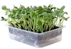 Organic MICROGREEN Seeds | Fresh Heirloom Non GMO Sprouting Seeds