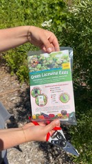 Green Lacewing Eggs in Rice Hulls – 1,000 Count – Aphid Exterminator