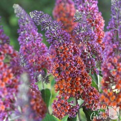 Buddleia Butterfly Bush Bicolor 1 Potted Plant Rooted in Quart Pot, Easy to Grow