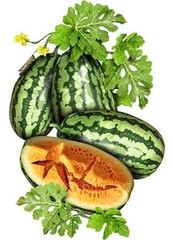 Orangeglo Watermelon Seeds For Planting (Citrullus lanatus)