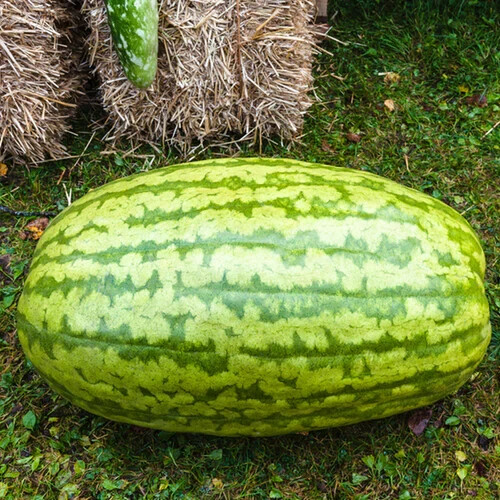 50+ Carolina Cross Watermelon Seeds for Garden Planting – USA – FREE SHIPPING!