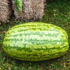 50+ Carolina Cross Watermelon Seeds for Garden Planting – USA – FREE SHIPPING!