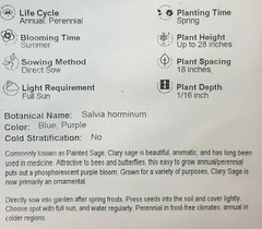 Clary Sage PINK SUNDAE Salvia Birds Butterflies Pollinators Non-GMO 200 Seeds