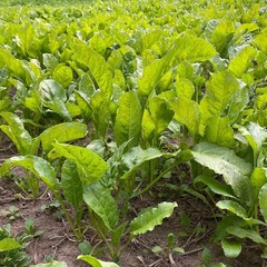 Sugar Beet Seed | Deer Wildlife Food Plot Forage Fall Planting Habitat Root Crop