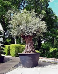 10 CANINO OLIVE TREE SEEDS (Olea europaea) European Common Edible Fruit Plant