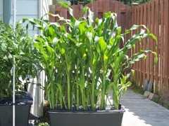 Sweet sticky Corn/ Bap Nep Seeds/ Asian Corn Seeds/ Easy Plant Seeds