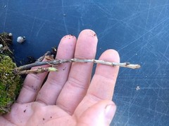1 Red bush cherry, rooted starter plant. Zones 3-8. JOY JOEL or JAN