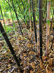 (6) Black Bamboo Rhizomes – Cold-Hardy, Evergreen – Privacy Screen, Fast-Growing