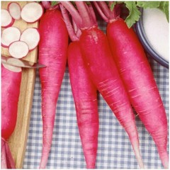China Rose Radish Seeds, NON-GMO, Kaiware Winter Radish, FREE SHIPPING