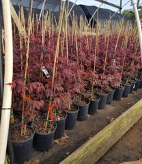 Fireglow Upright Red Japanese Maple – Live Plant – ( 2.5 QT )