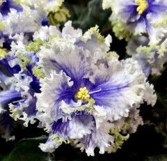 African Violet Plant RM Illyria Starter