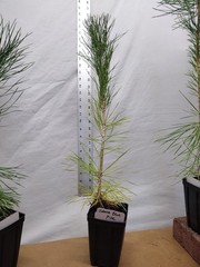 Japanese Black Pine 1 year old tree in nursery pot. Pinus thunbergii. Thunbergia