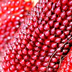 60+ STRAWBERRY RARE RUBY CORN SEEDS RED AUTUMN SWEET HEIRLOOM NON-GMO POPCORN US