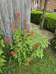 Pineapple Sage Seeds 10 Organic Seeds *FREE SHIPPING*