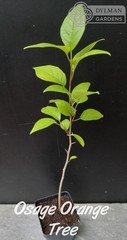 Osage Orange Tree (Maclura pomifera) – Hedge Apple – Live Plant – Multiple Sizes