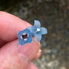 Anthorrhiza caerulea F1-seed grown, giant, blue flowered ant plant from Papua NG