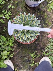 1pc Agave victoriae-reginae ‘Variegata’ Exact as shown