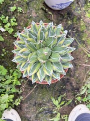 1pc Agave victoriae-reginae ‘Variegata’ Exact as shown