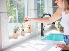 Tillandsia Leonamiana Air Plant – Easy Care Live Indoor Outdoor House Decor