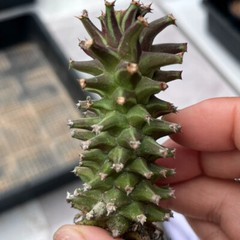 8CM Succulent Cactus Plant Euphorbia Guentheri Euphorbiaceae Home Garden Plant