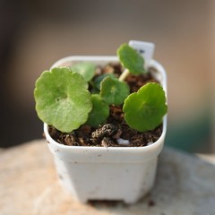 1CM Succulent Plant Crassula Umbella Wine Cup Crassulaceae Home Garden Beautiful