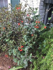 4 ORGANIC PINEAPPLE SAGE/WILD SALVIA PLANTS ATTRACTED HUMMINGBIRD & BUTTERFLY !!