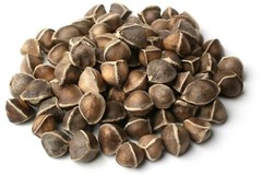 1000 Moringa Oleifera Seeds 10oz WINGLESS Fresh Organic Semillas de Moringa Tree
